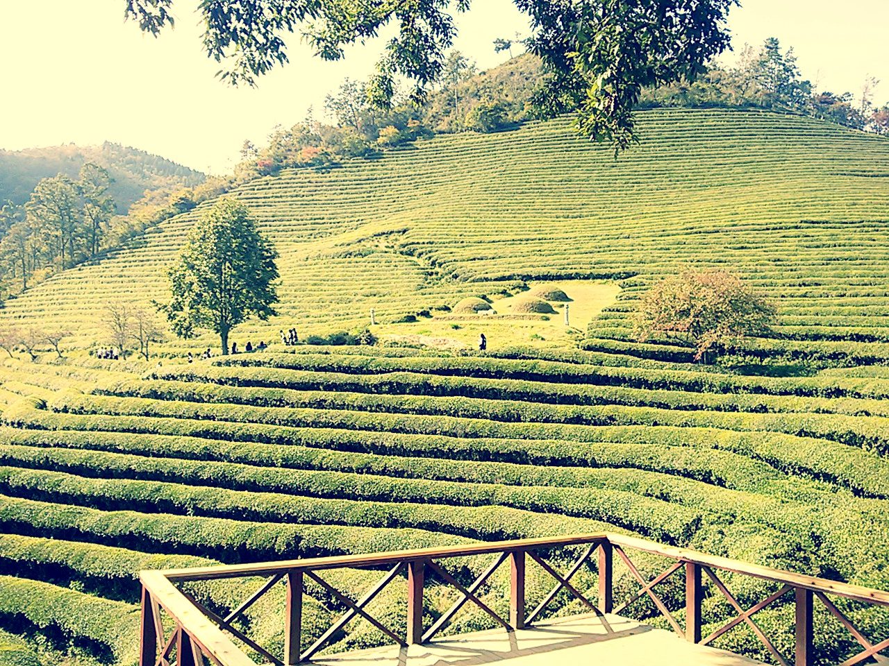 Boseong Green Tea Plantation