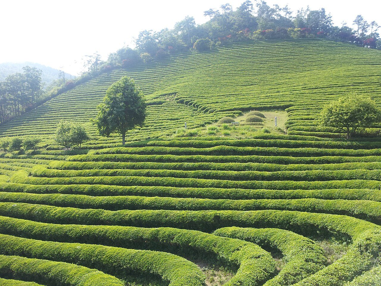Boseong Green Tea Plantation