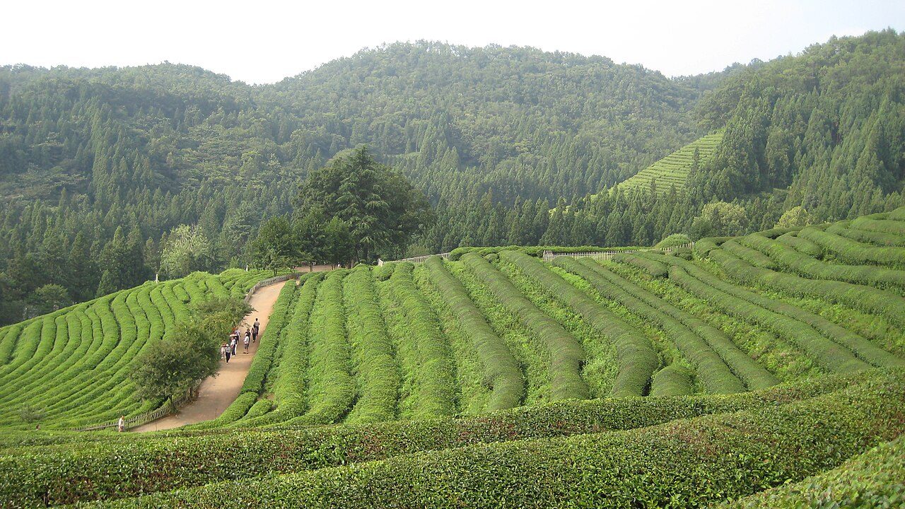 Boseong Green Tea Plantation