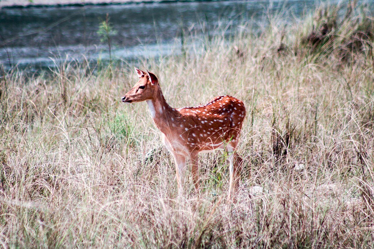 Chitwan National Park Sauraha