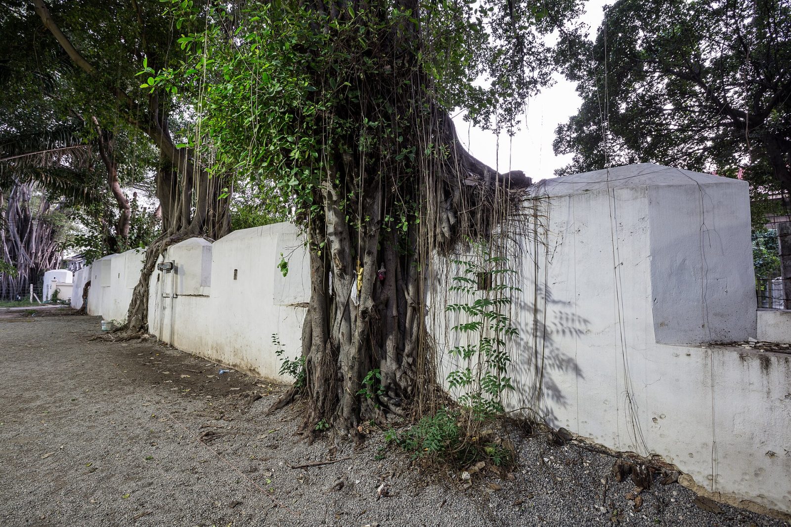 The fort walls and banyan trees.