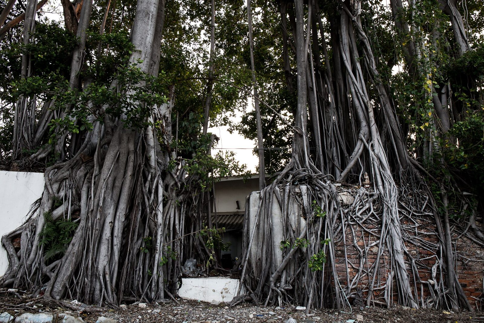 Banyan roots over the fort walls.