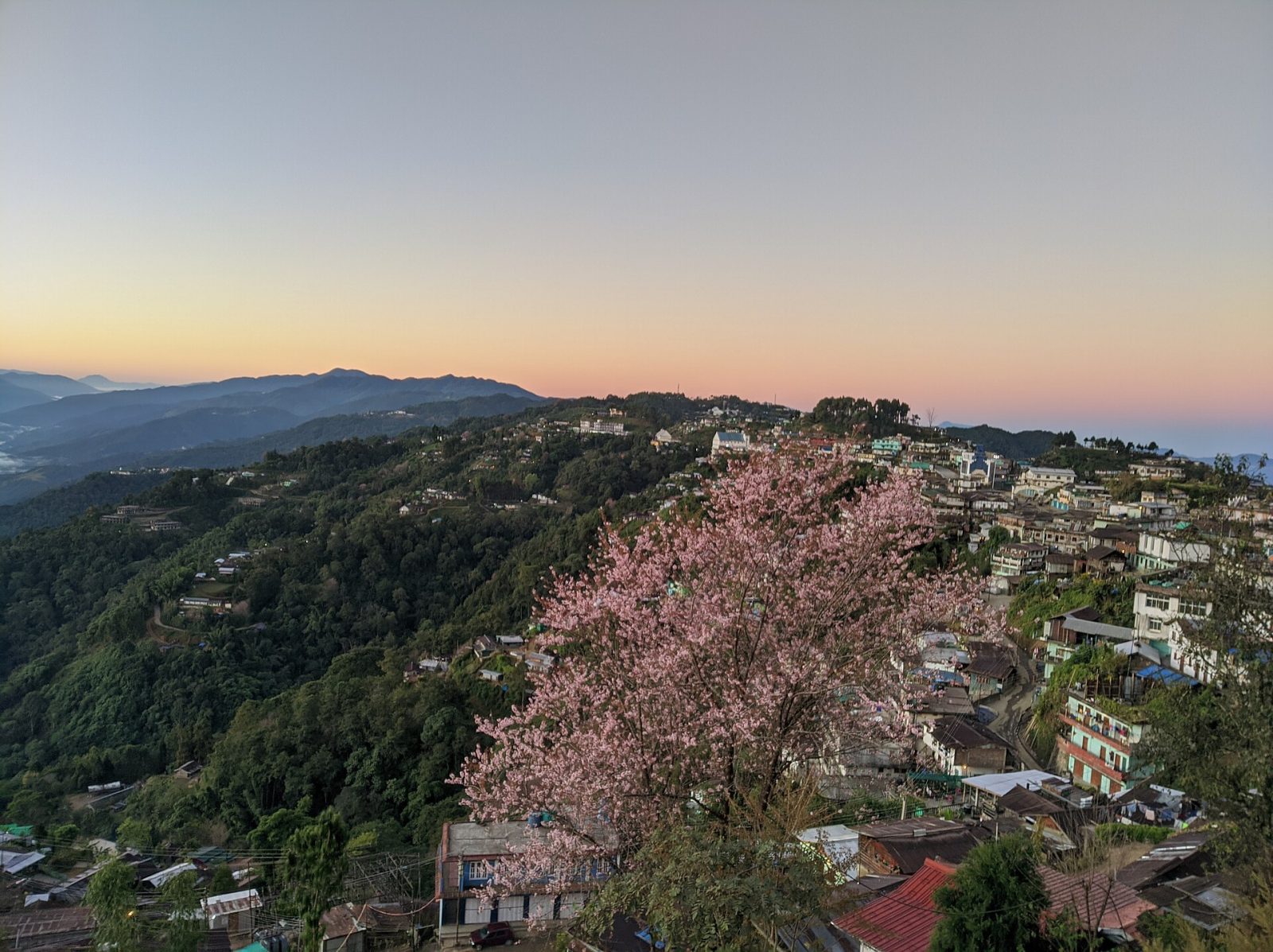 Zünheboto with a pink flowering tree.